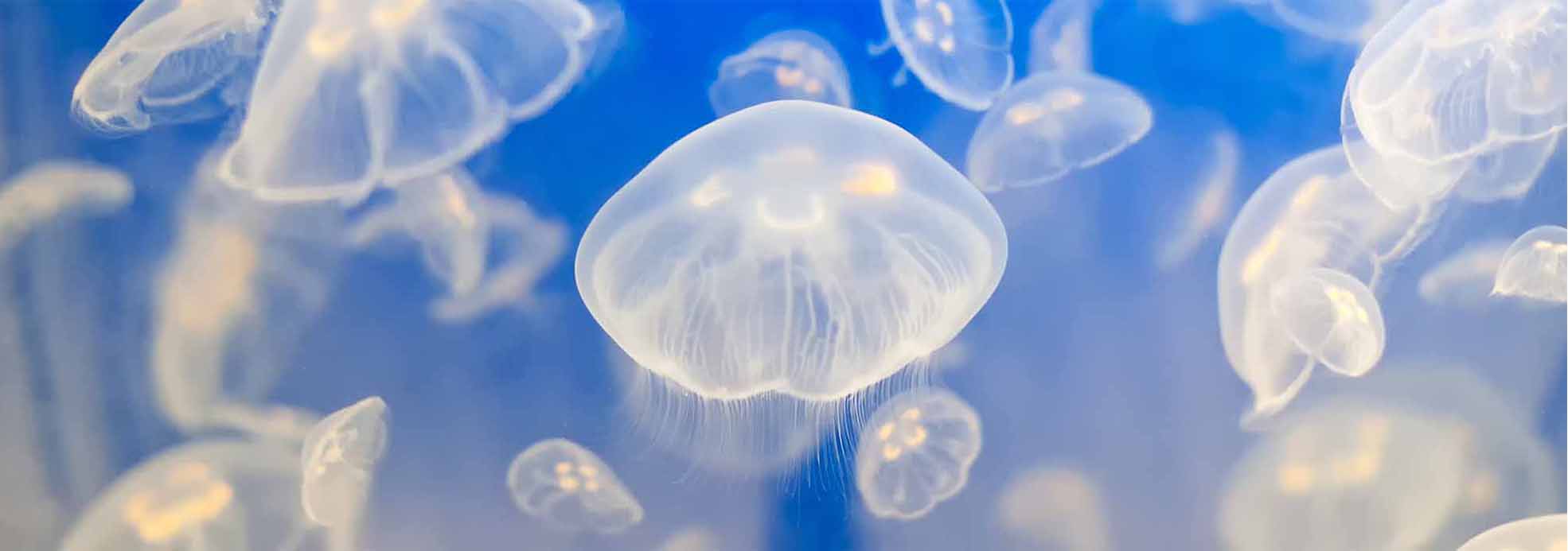 Jelly Fish