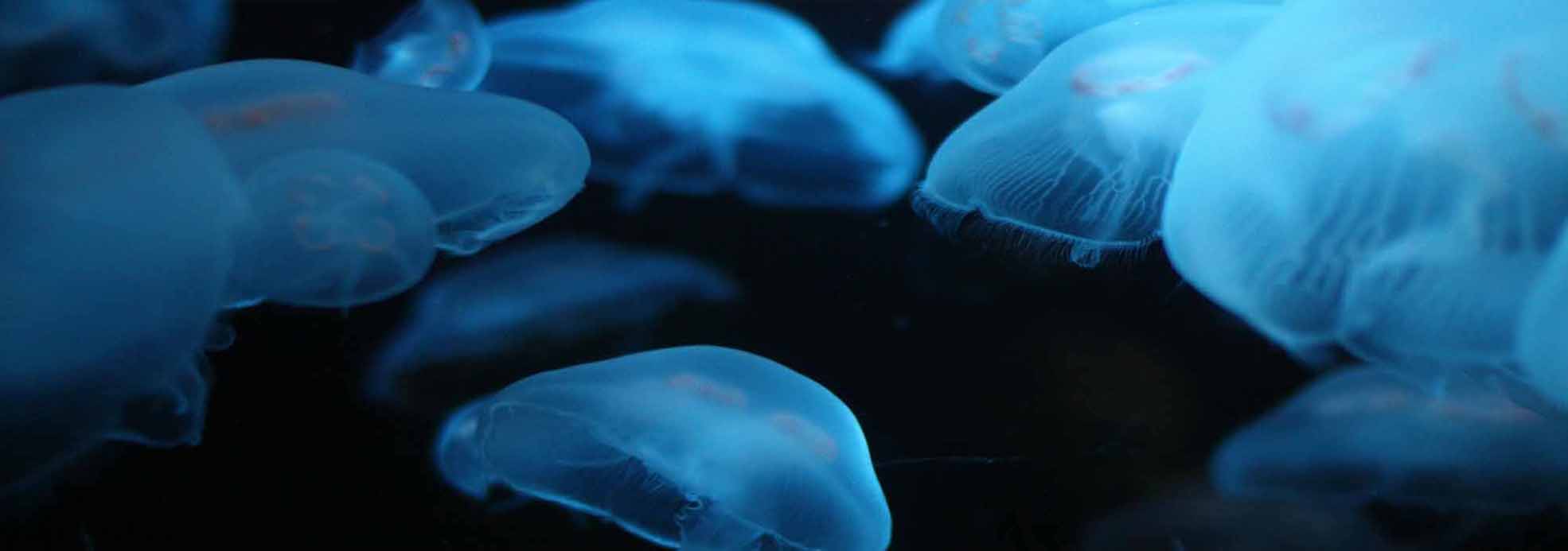 Jelly Fish
