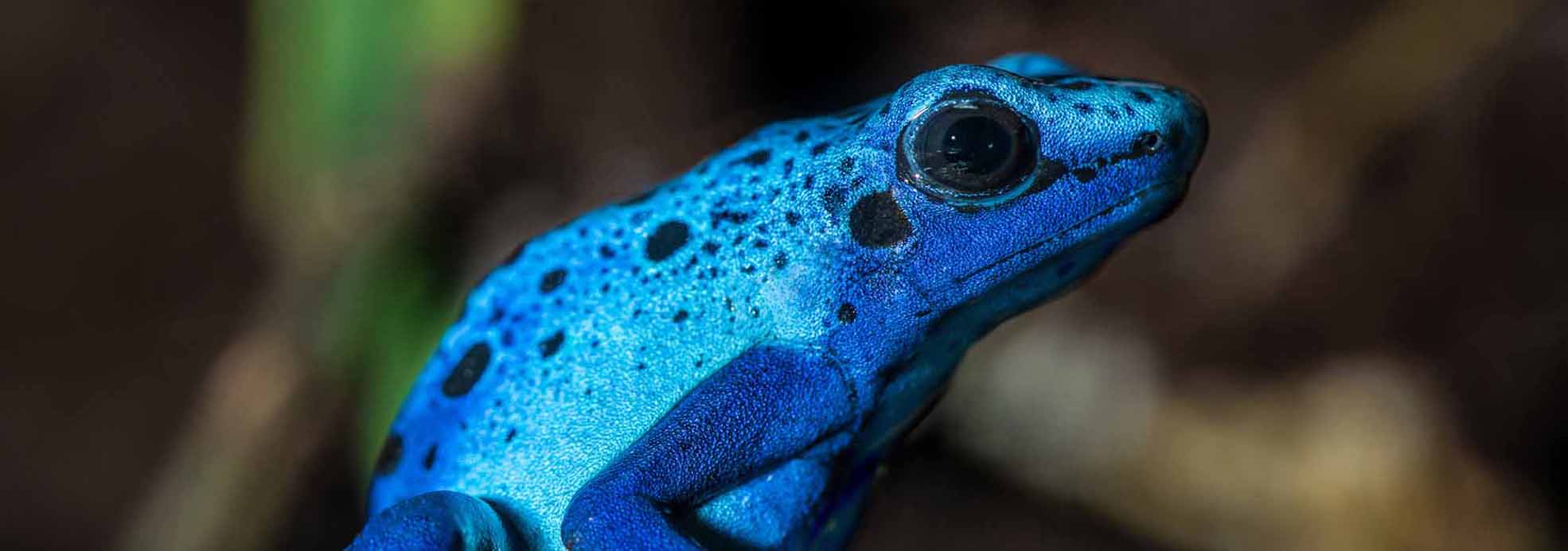 Blue Toad